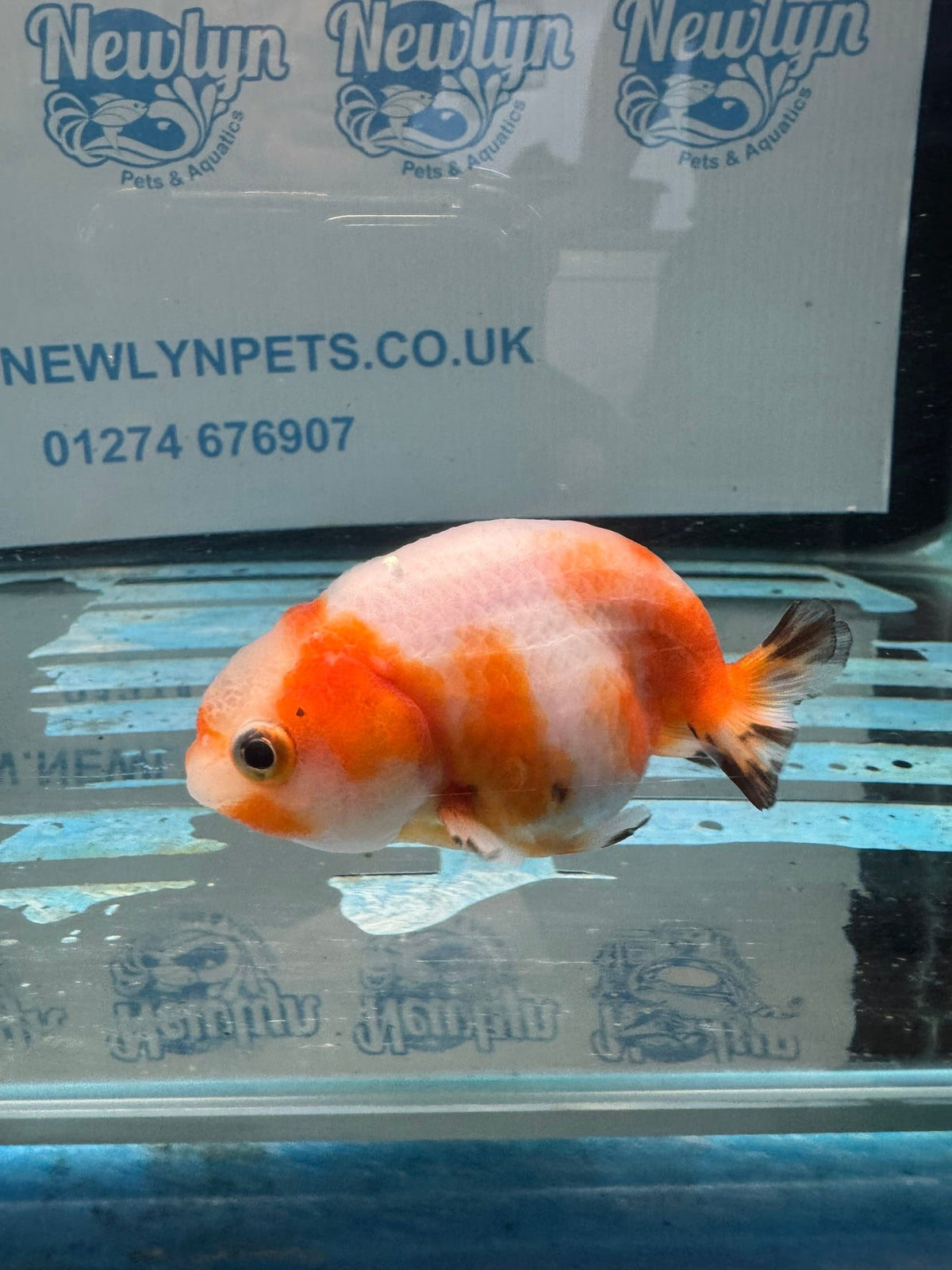 Red/White Ranchu 7-8cm Fancy Goldfish (Ran1) - Newlyn-pets - Newlyn-pets - 