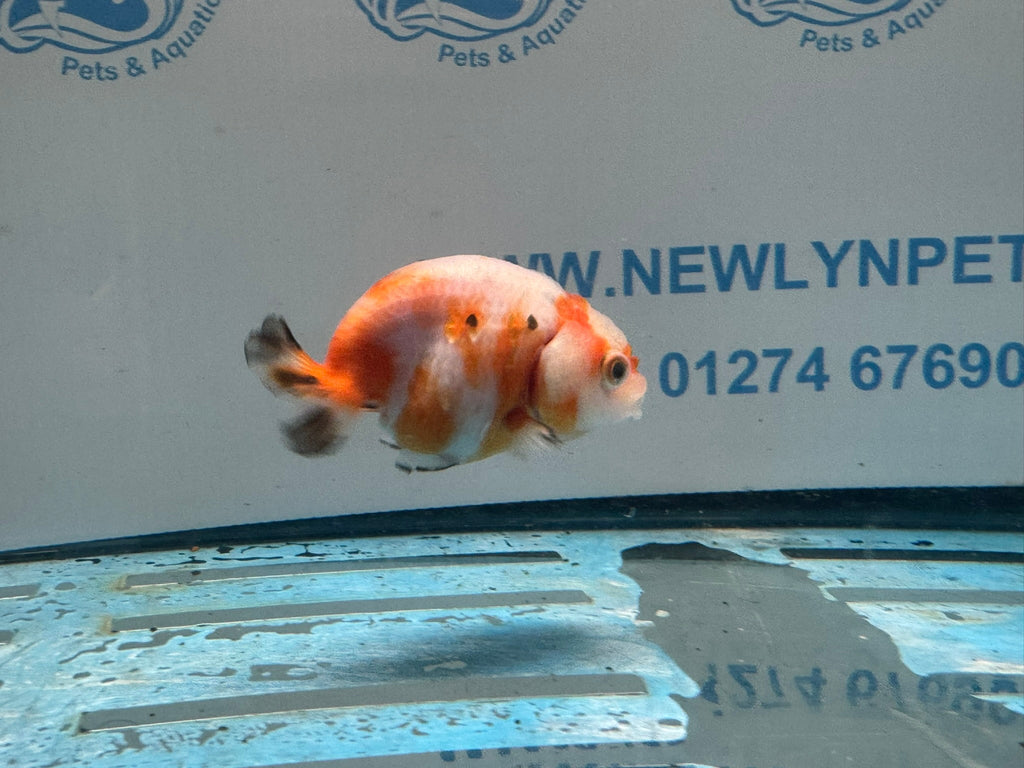Red/White Ranchu 7-8cm Fancy Goldfish (Ran1) - Newlyn-pets - Newlyn-pets - 