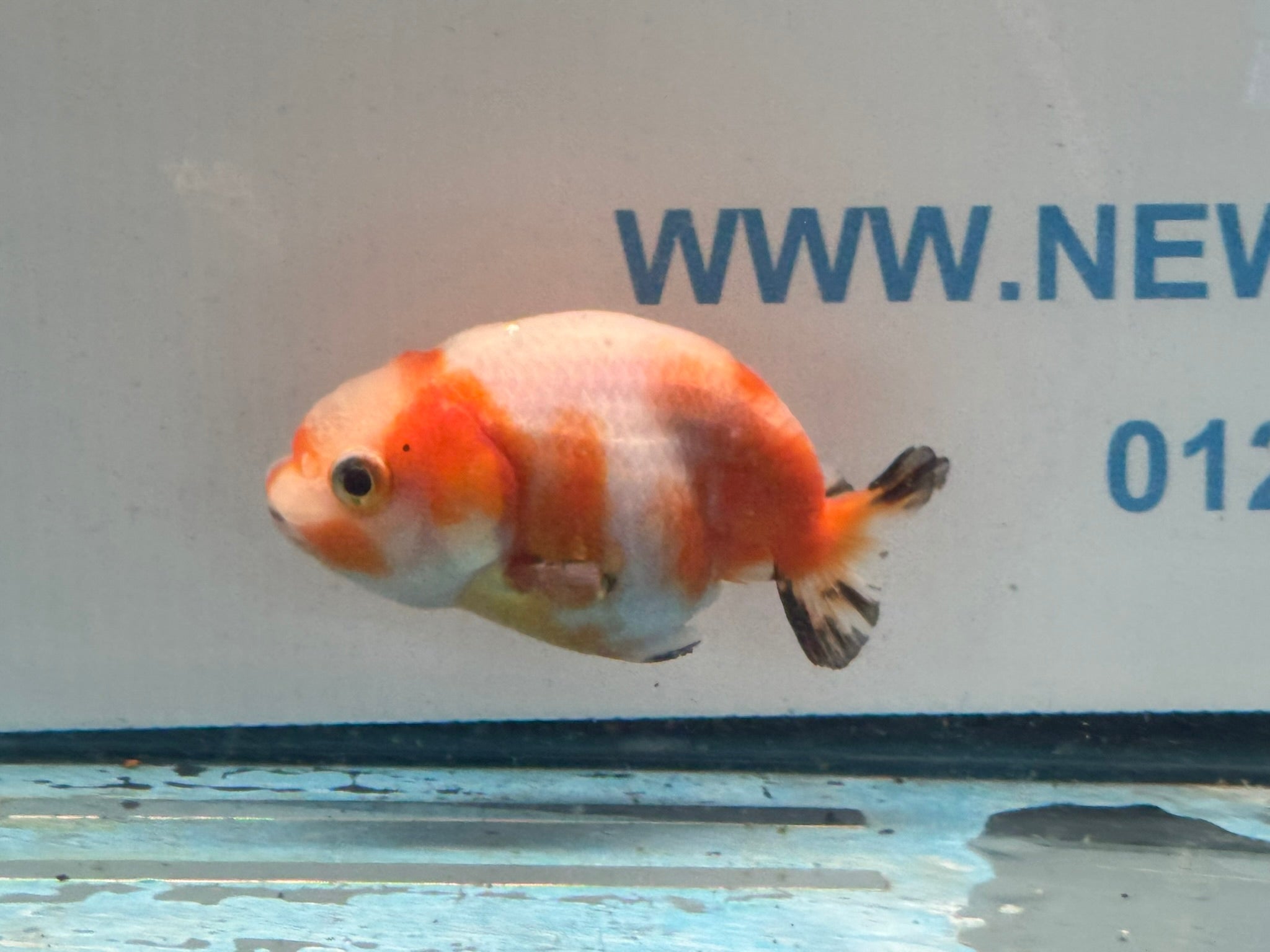 Red/White Ranchu 7-8cm Fancy Goldfish (Ran1) - Newlyn-pets - Newlyn-pets - 