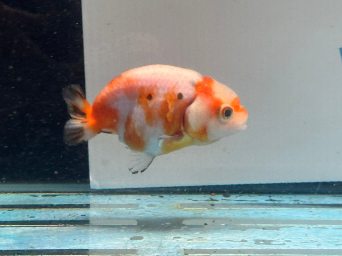 Red/White Ranchu 7-8cm Fancy Goldfish (Ran1) - Newlyn-pets - Newlyn-pets - 