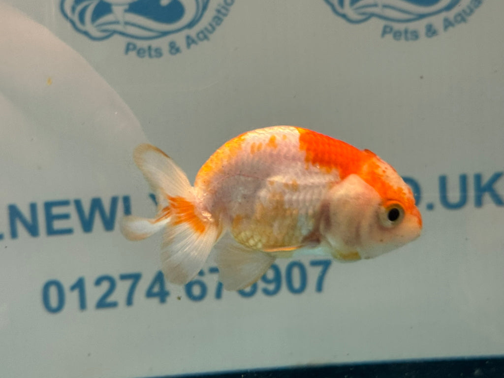 Red/White Ranchu 7-8cm Fancy Goldfish (Ran2) - Newlyn-pets - Newlyn-pets - 