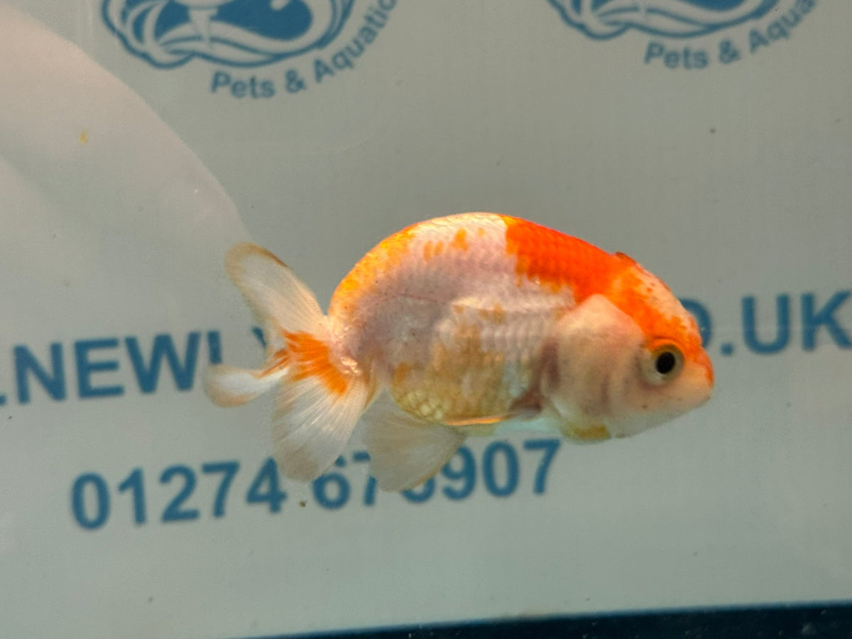 Red/White Ranchu 7-8cm Fancy Goldfish (Ran2) - Newlyn-pets - Newlyn-pets - 