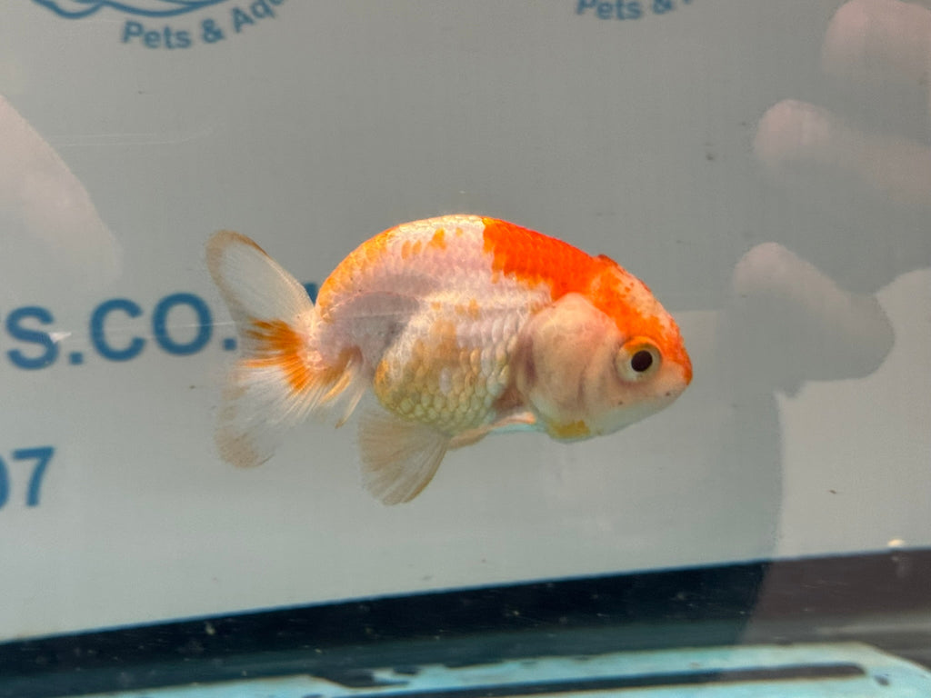 Red/White Ranchu 7-8cm Fancy Goldfish (Ran2) - Newlyn-pets - Newlyn-pets - 