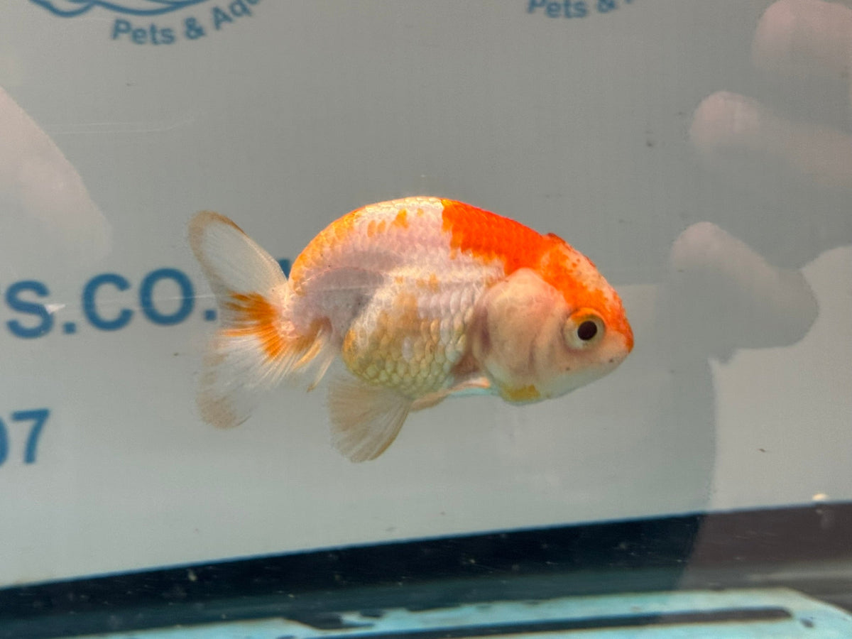 Red/White Ranchu 7-8cm Fancy Goldfish (Ran2) - Newlyn-pets - Newlyn-pets - 