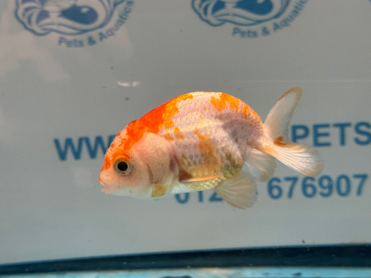 Red/White Ranchu 7-8cm Fancy Goldfish (Ran2) - Newlyn-pets - Newlyn-pets - 