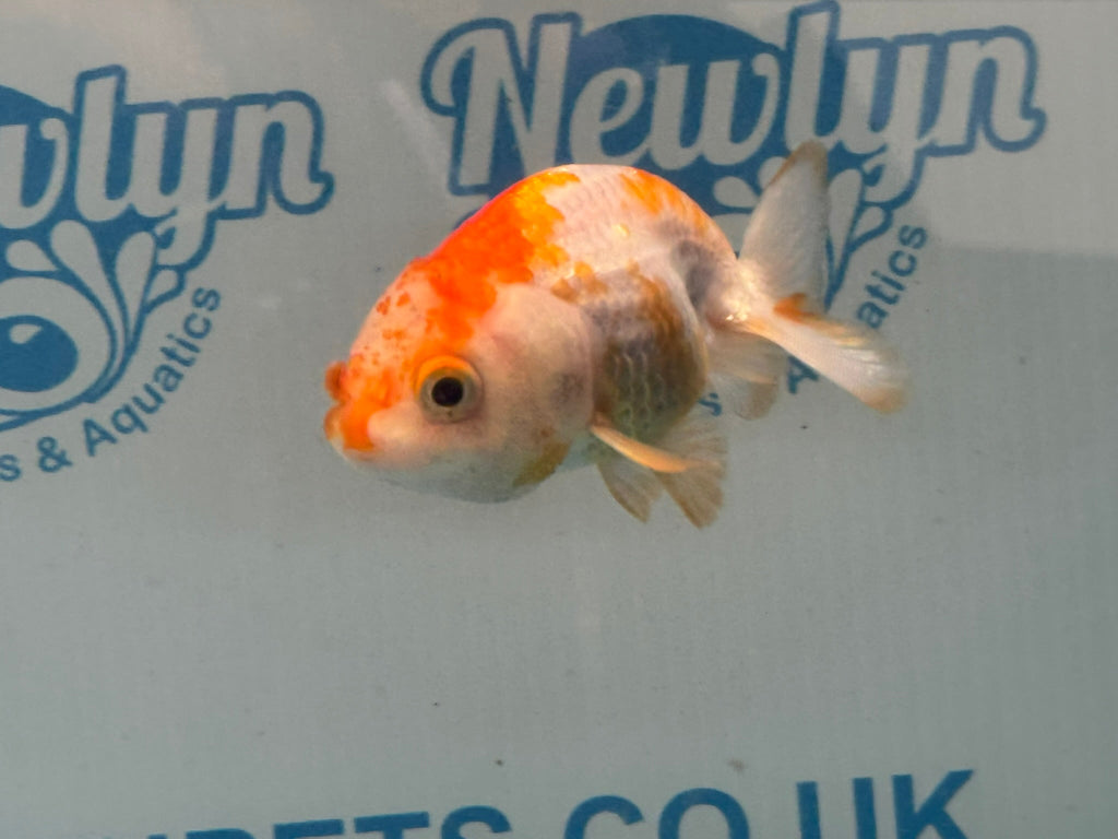 Red/White Ranchu 7-8cm Fancy Goldfish (Ran2) - Newlyn-pets - Newlyn-pets - 