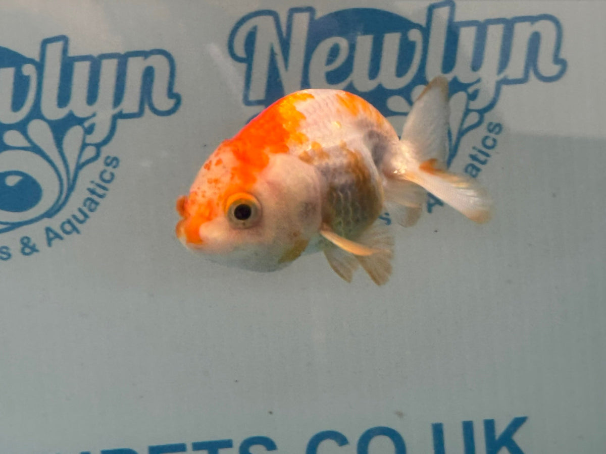 Red/White Ranchu 7-8cm Fancy Goldfish (Ran2) - Newlyn-pets - Newlyn-pets - 