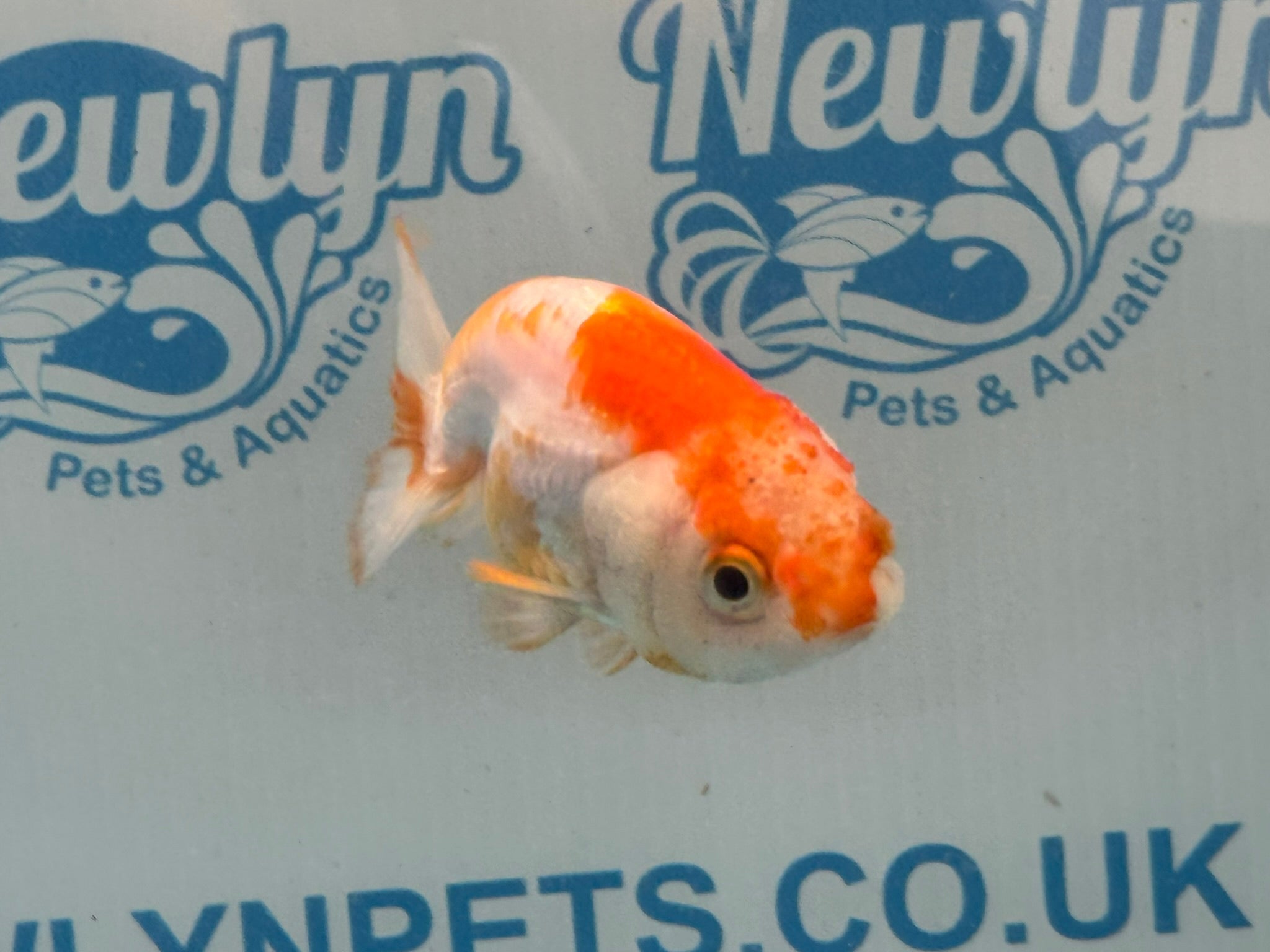 Red/White Ranchu 7-8cm Fancy Goldfish (Ran2) - Newlyn-pets - Newlyn-pets - 