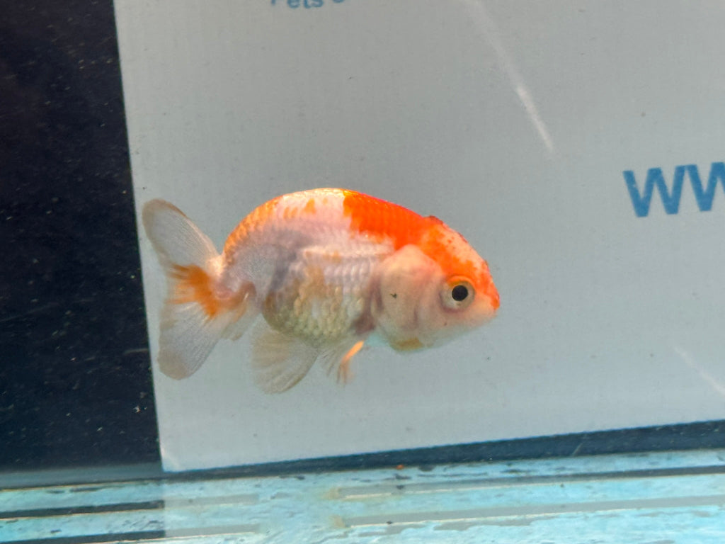 Red/White Ranchu 7-8cm Fancy Goldfish (Ran2) - Newlyn-pets - Newlyn-pets - 