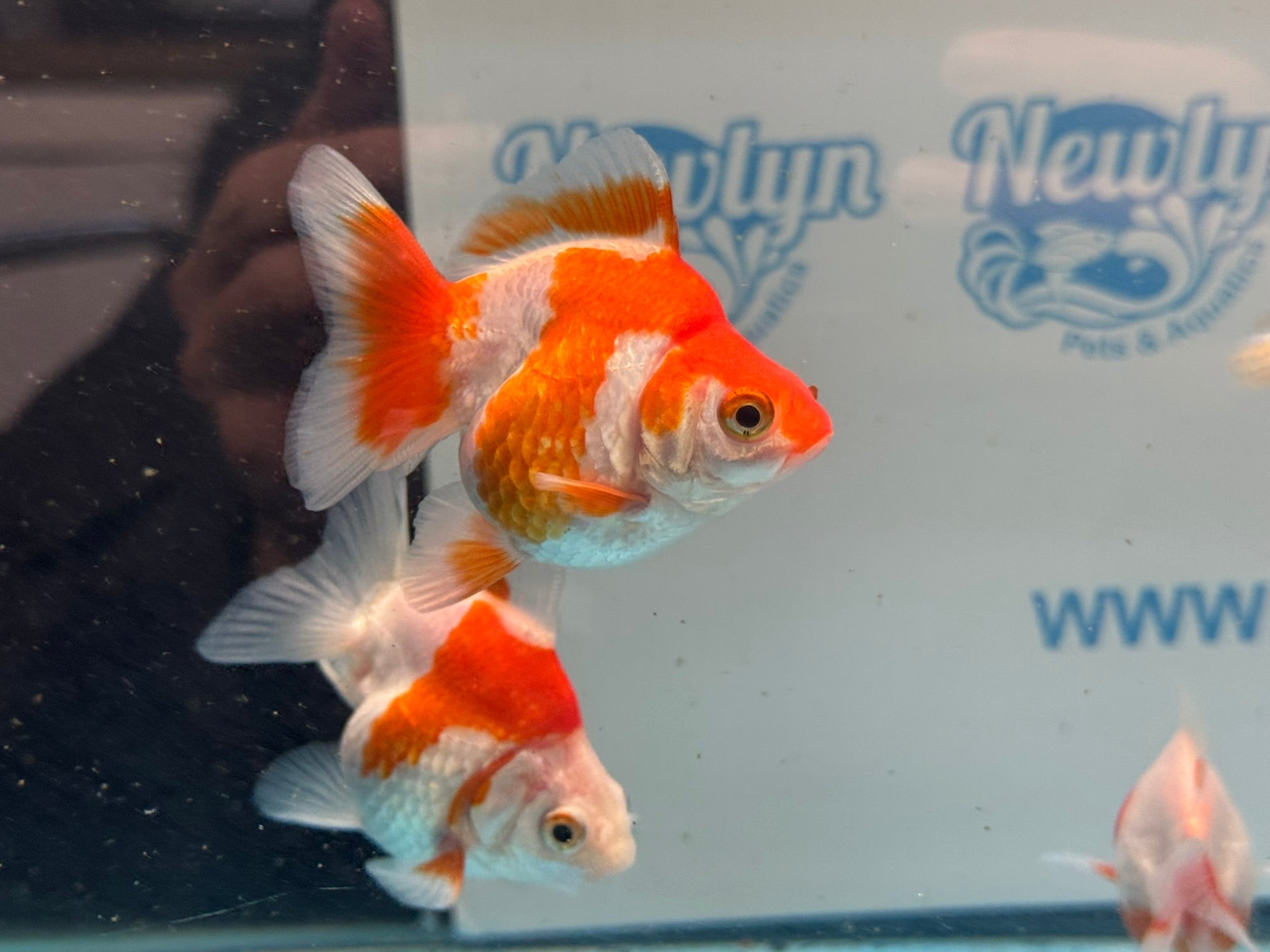 Red/White Ryukin 6-8cm - Newlyn-pets - Newlyn-pets - 