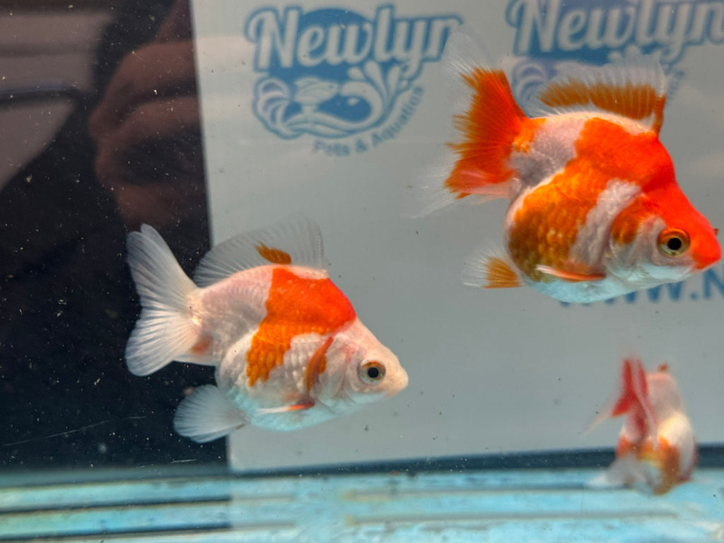 Red/White Ryukin 6-8cm - Newlyn-pets - Newlyn-pets - 