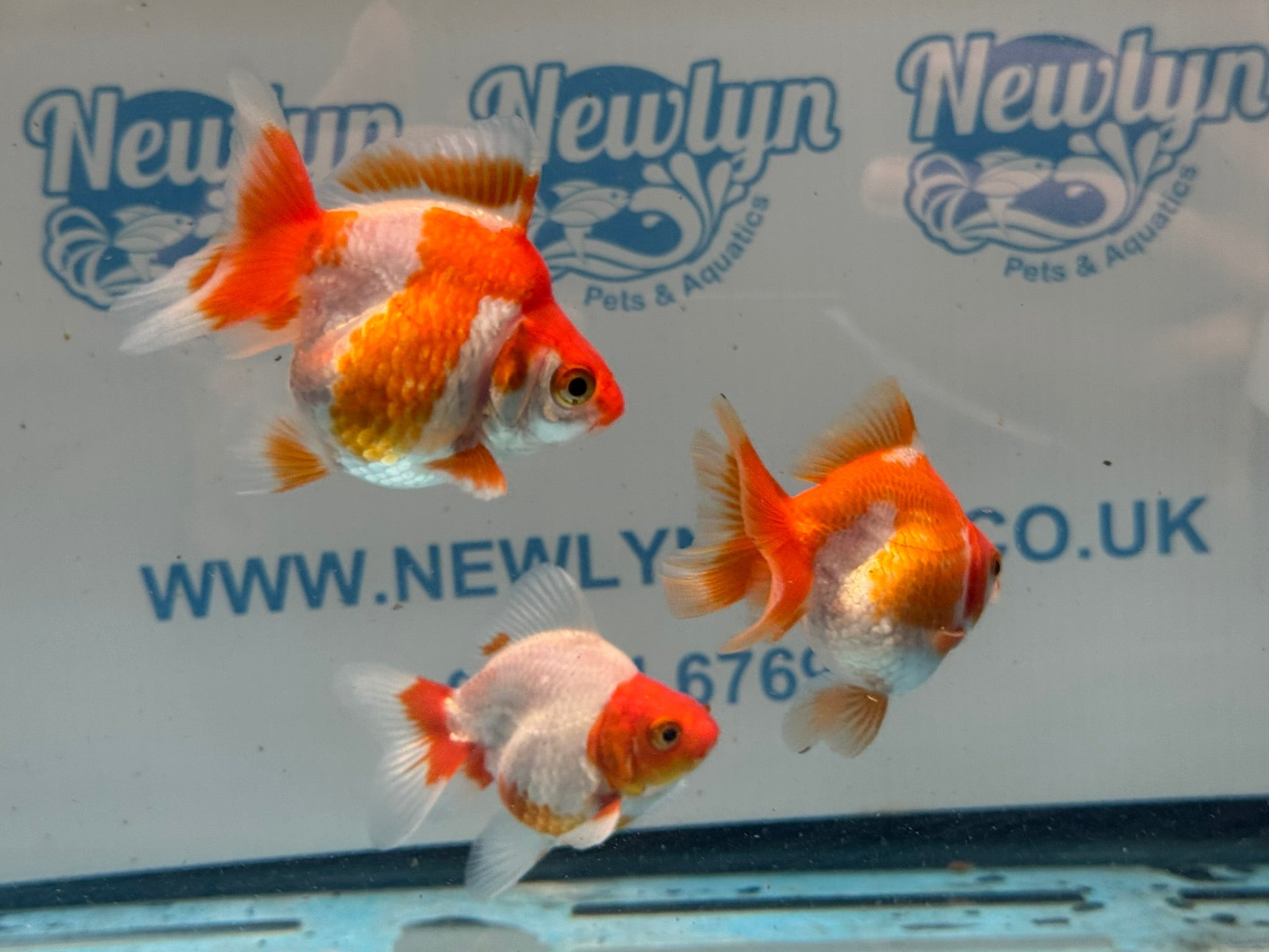 Red/White Ryukin 6-8cm - Newlyn-pets - Newlyn-pets - 