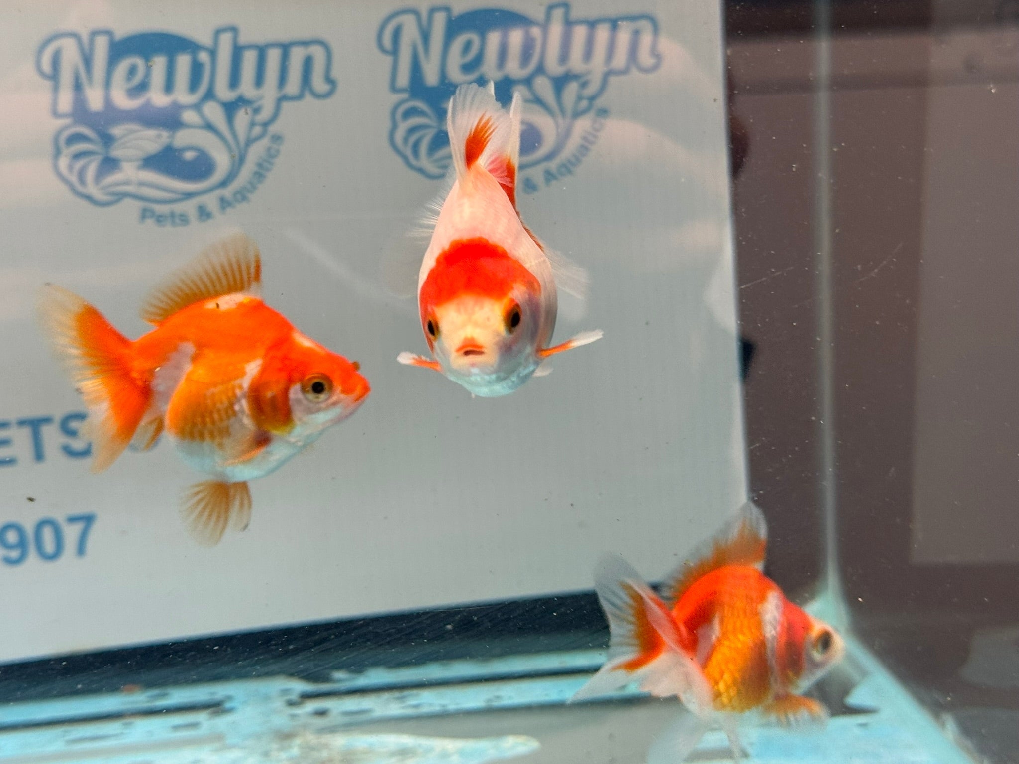 Red/White Ryukin 6-8cm - Newlyn-pets - Newlyn-pets - 