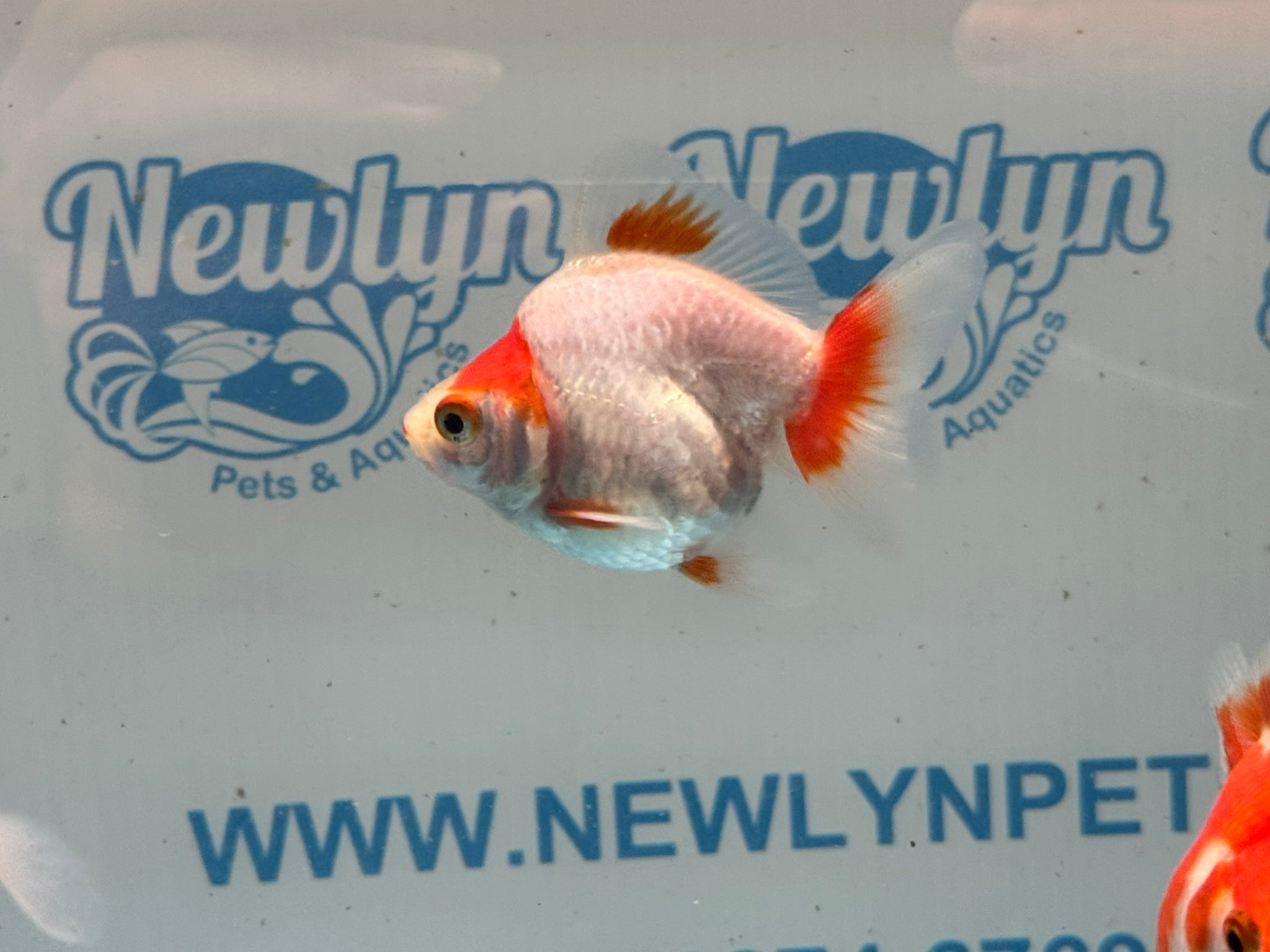 Red/White Ryukin 6-8cm - Newlyn-pets - Newlyn-pets - 