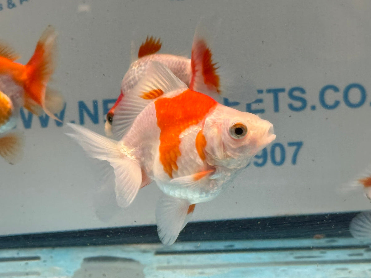 Red/White Ryukin 6-8cm - Newlyn-pets - Newlyn-pets - 