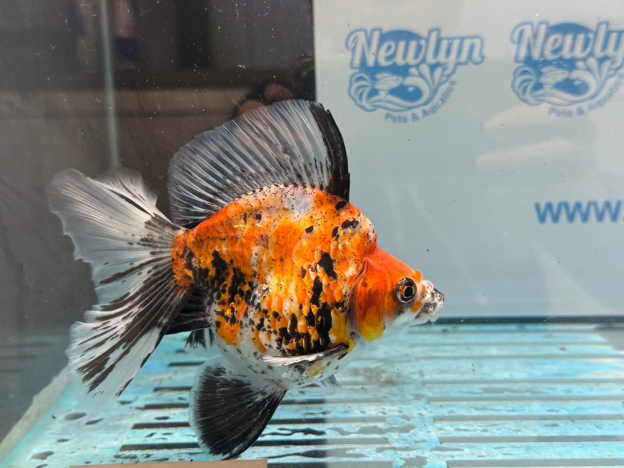 Ryukin 14cm Ry3 Fancy Goldfish (fish in photo) - Newlyn-pets - Newlyn-pets - 