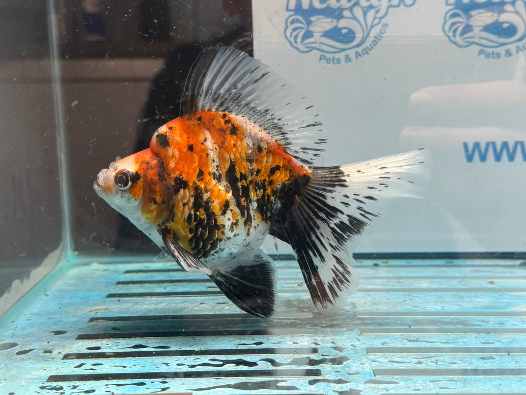 Ryukin 14cm Ry3 Fancy Goldfish (fish in photo) - Newlyn-pets - Newlyn-pets - 