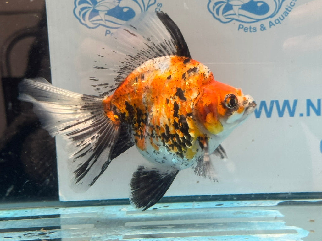Ryukin 14cm Ry3 Fancy Goldfish (fish in photo) - Newlyn-pets - Newlyn-pets - 