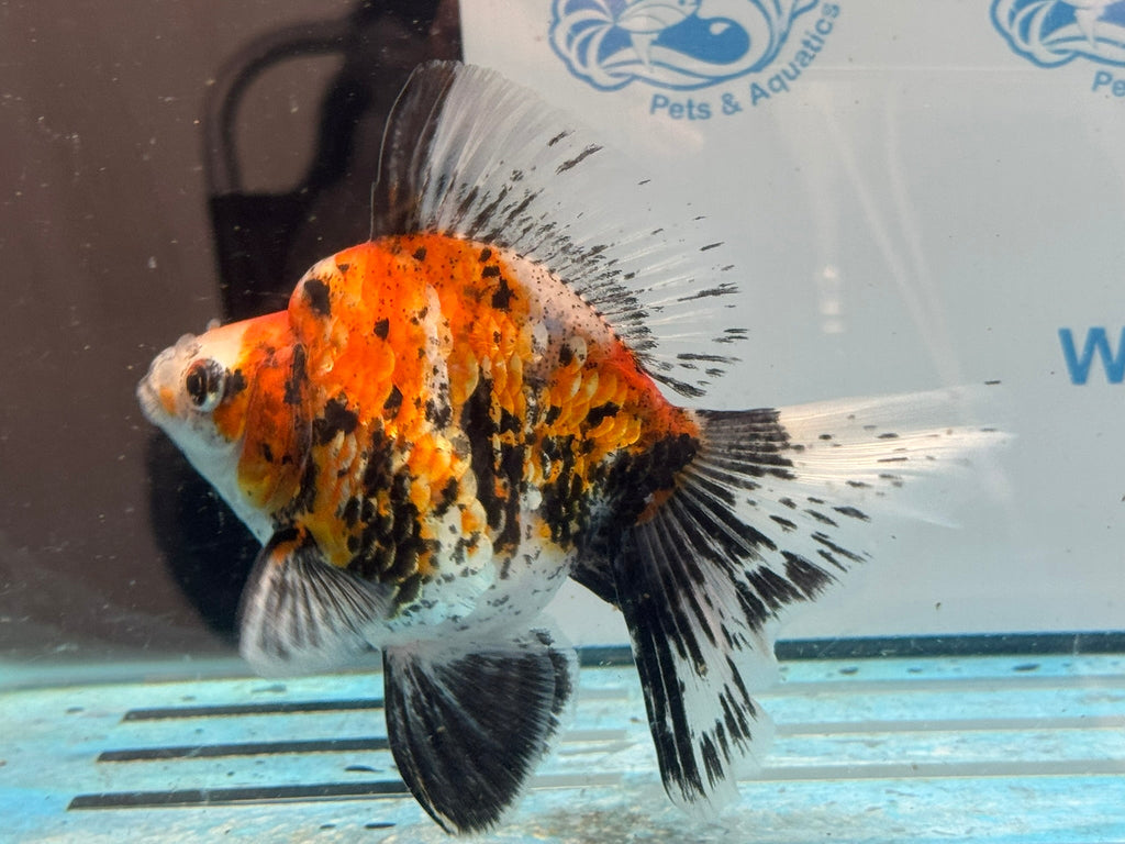 Ryukin 14cm Ry3 Fancy Goldfish (fish in photo) - Newlyn-pets - Newlyn-pets - 