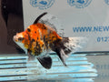 Ryukin 14cm Ry3 Fancy Goldfish (fish in photo) - Newlyn-pets - Newlyn-pets - 