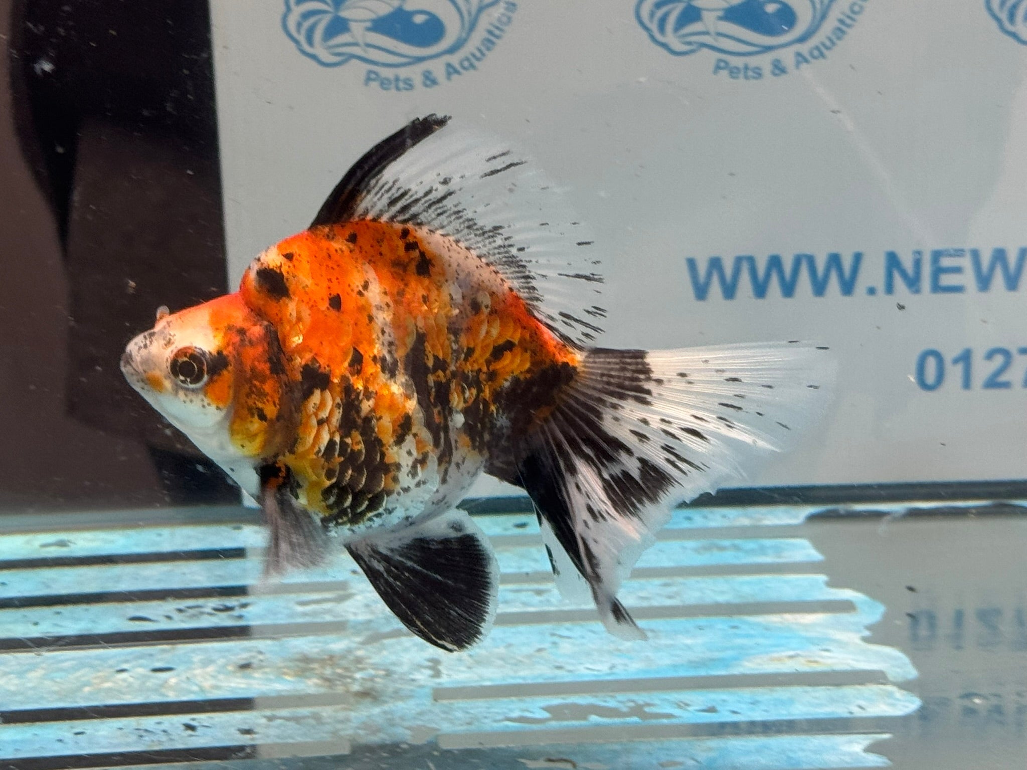 Ryukin 14cm Ry3 Fancy Goldfish (fish in photo) - Newlyn-pets - Newlyn-pets - 