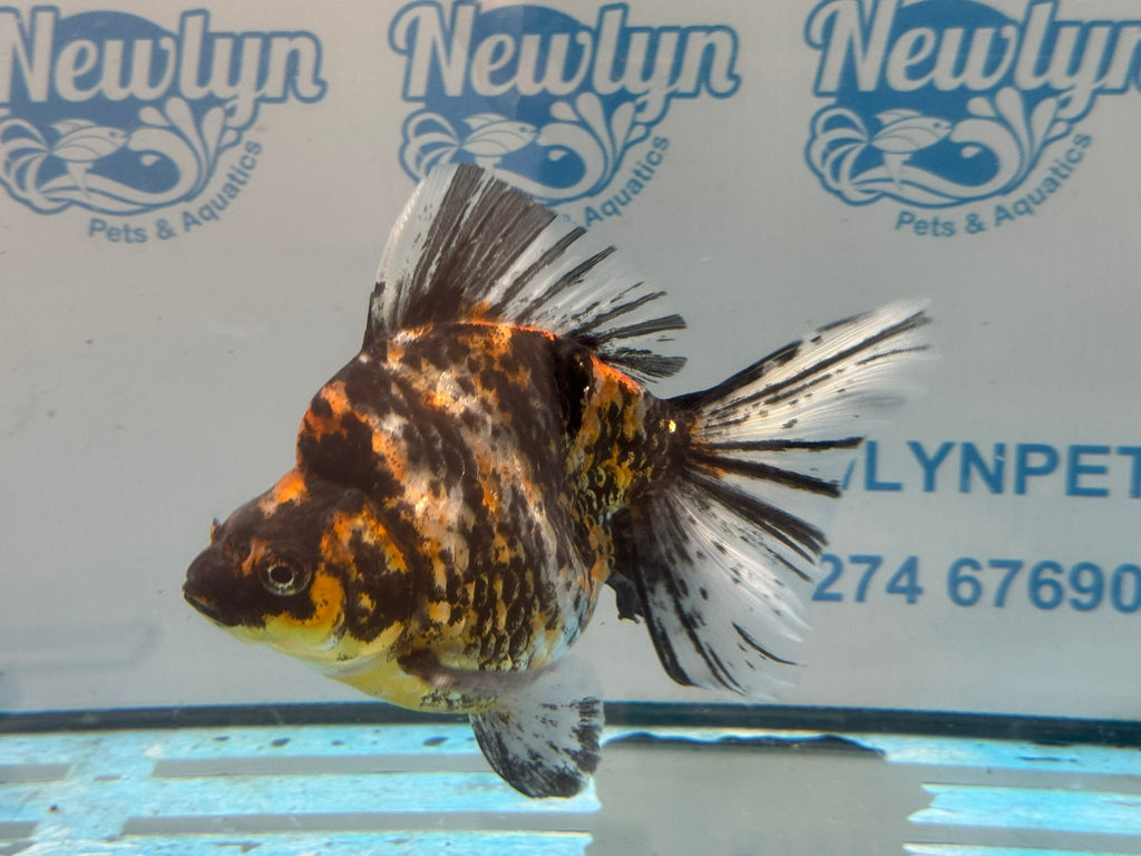 Ryukin 15cm Ry4 - Newlyn-pets - Newlyn-pets - 