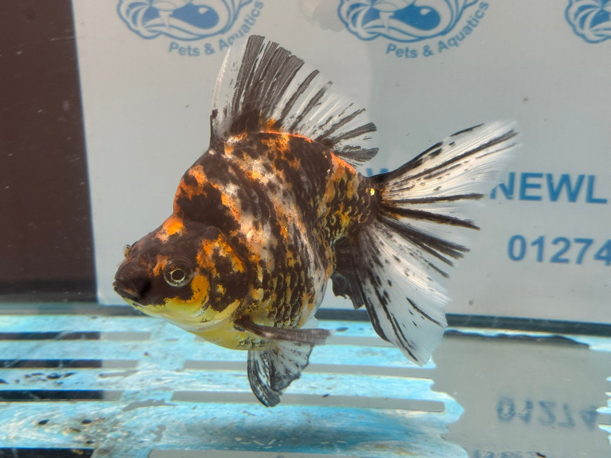 Ryukin 15cm Ry4 - Newlyn-pets - Newlyn-pets - 