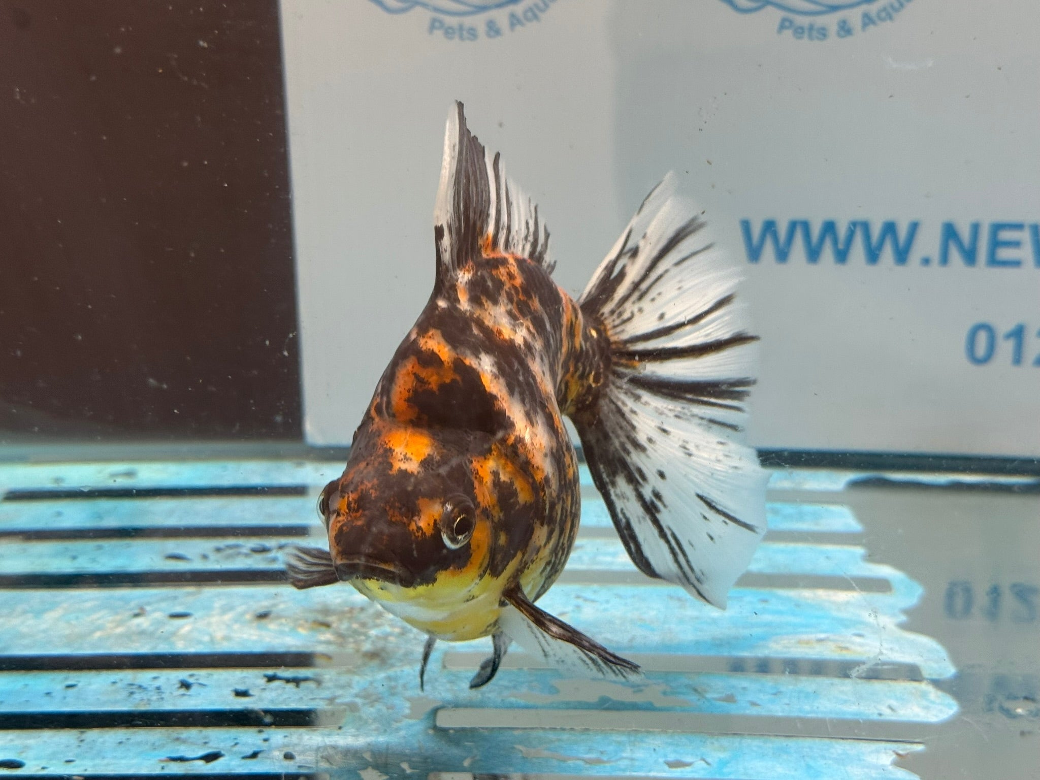 Ryukin 15cm Ry4 - Newlyn-pets - Newlyn-pets - 