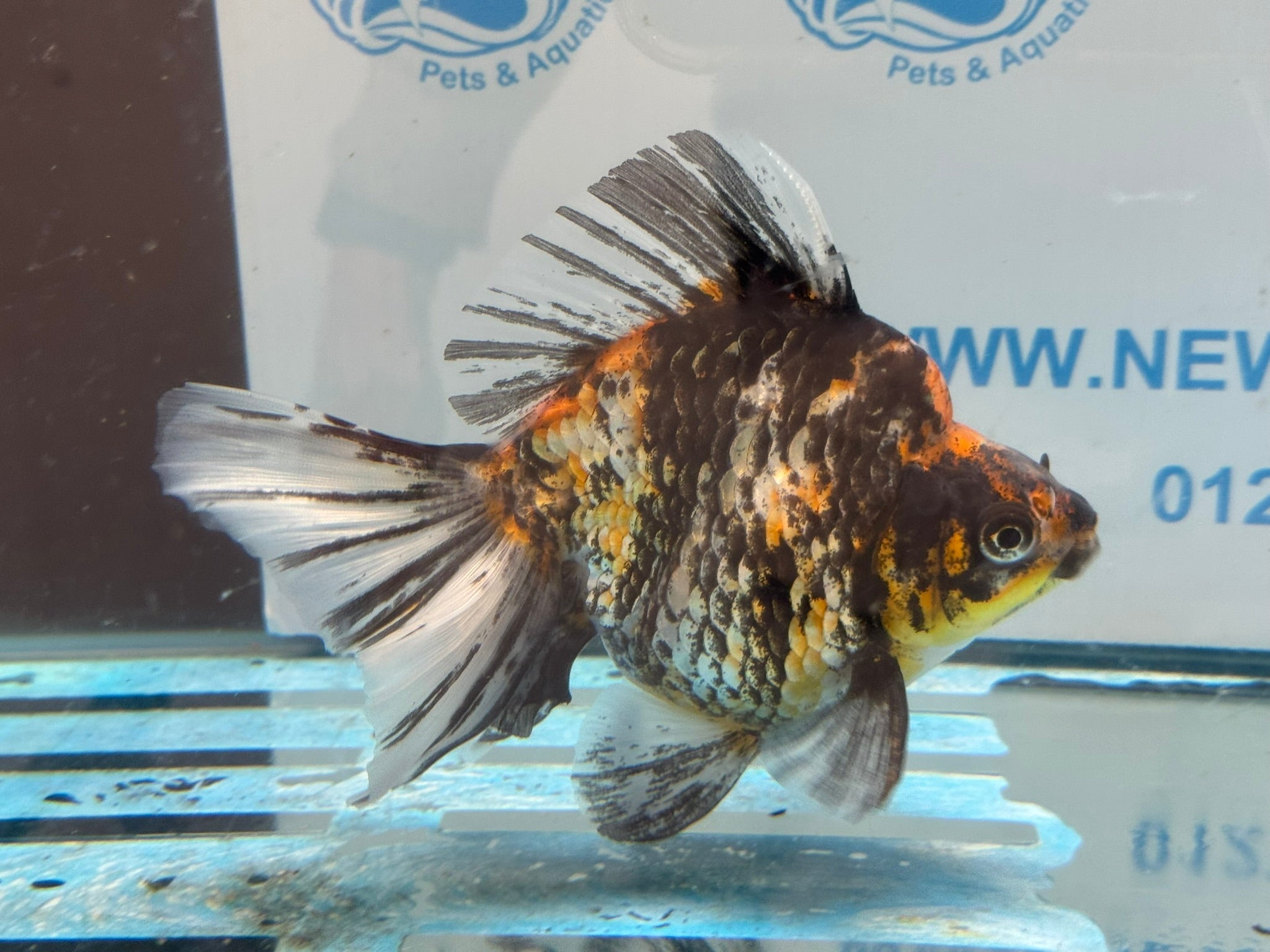 Ryukin 15cm Ry4 - Newlyn-pets - Newlyn-pets - 