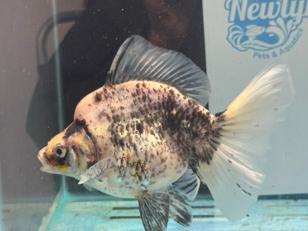 Ryukin 16-17cm R1 Fancy Goldfish - Newlyn-pets - Newlyn-pets - 