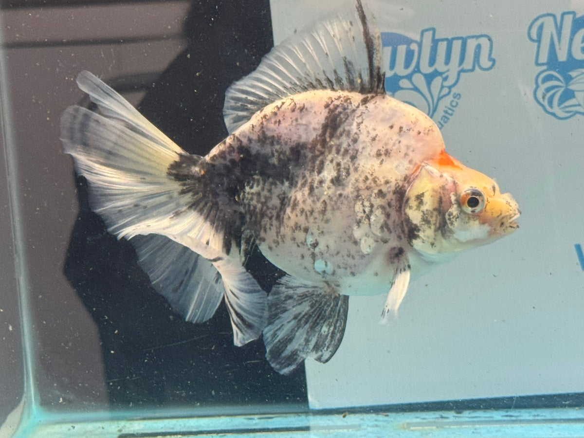 Ryukin 16-17cm R1 Fancy Goldfish - Newlyn-pets - Newlyn-pets - 