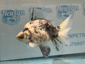 Ryukin 16-17cm R1 Fancy Goldfish - Newlyn-pets - Newlyn-pets - 