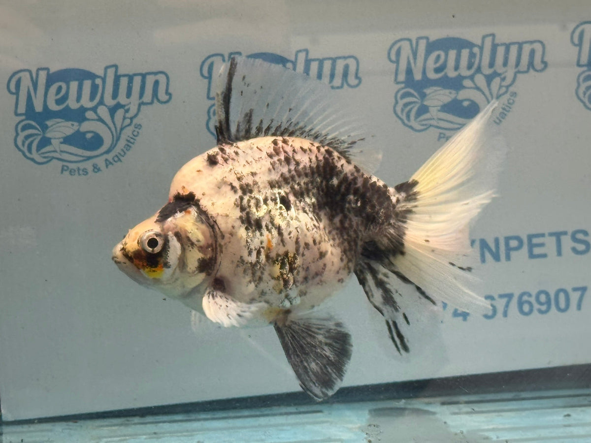 Ryukin 16-17cm R1 Fancy Goldfish - Newlyn-pets - Newlyn-pets - 