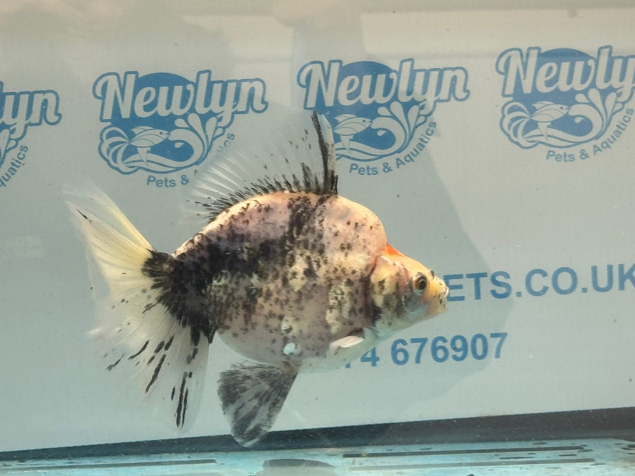 Ryukin 16-17cm R1 Fancy Goldfish - Newlyn-pets - Newlyn-pets - 