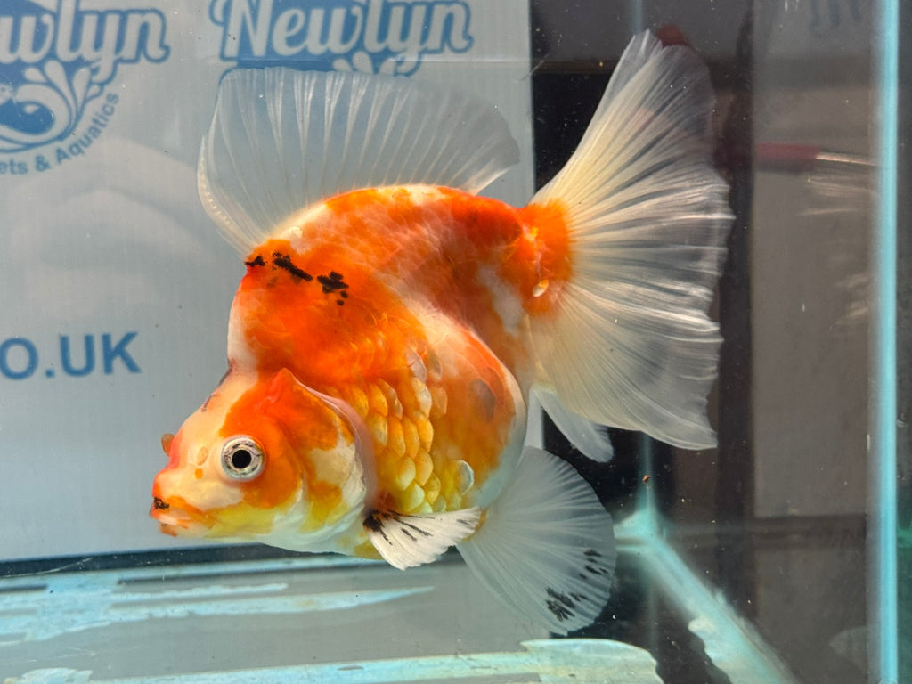 Ryukin 16cm Ry1 Fancy Goldfish - Newlyn-pets - Newlyn-pets - 