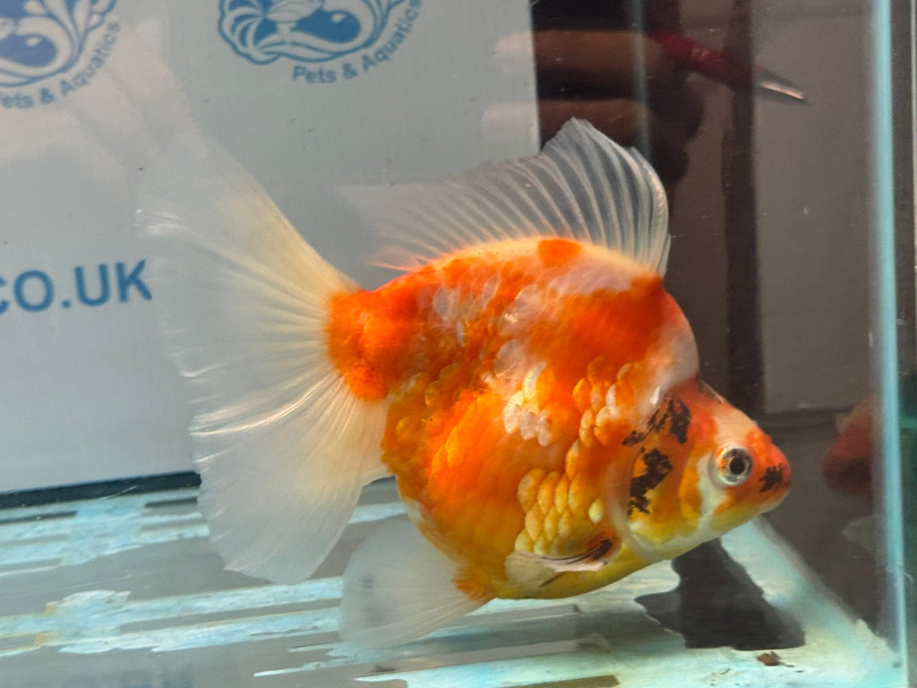 Ryukin 16cm Ry1 Fancy Goldfish - Newlyn-pets - Newlyn-pets - 