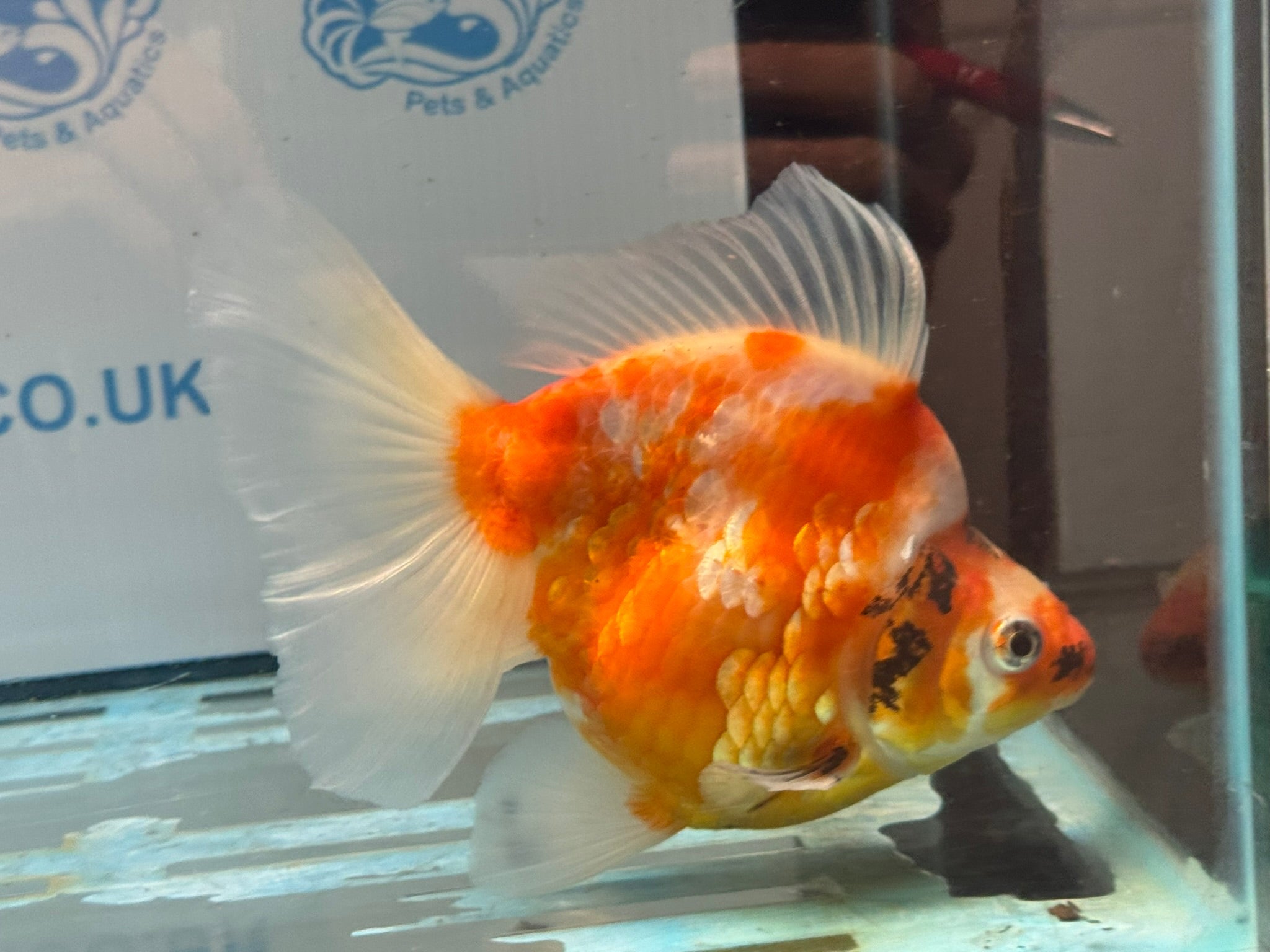 Ryukin 16cm Ry1 Fancy Goldfish - Newlyn-pets - Newlyn-pets - 