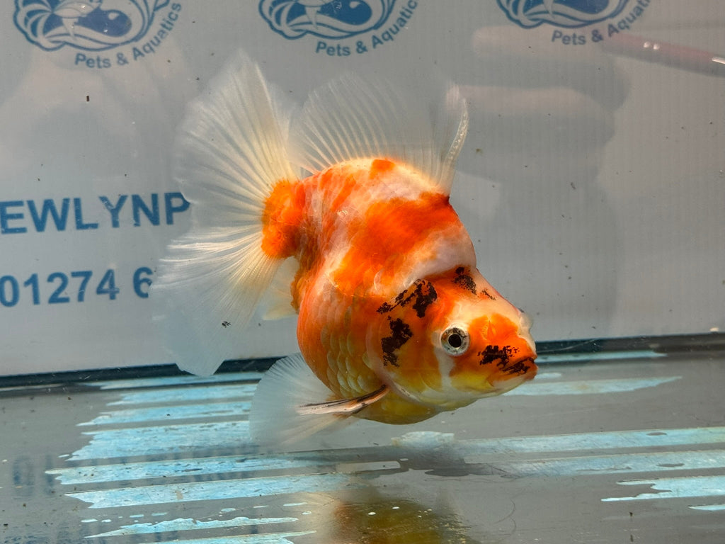 Ryukin 16cm Ry1 Fancy Goldfish - Newlyn-pets - Newlyn-pets - 