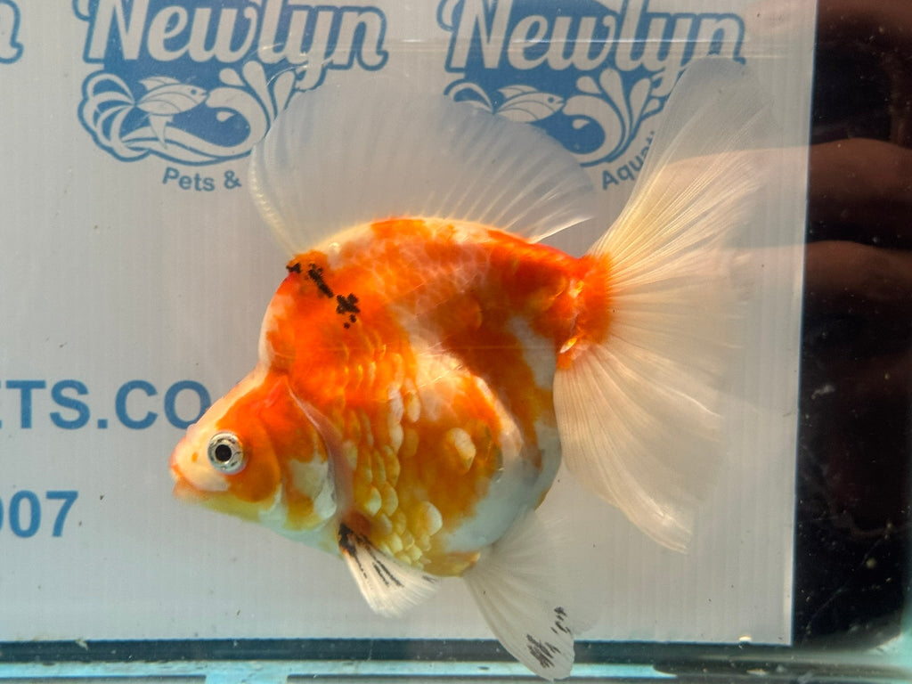 Ryukin 16cm Ry1 Fancy Goldfish - Newlyn-pets - Newlyn-pets - 
