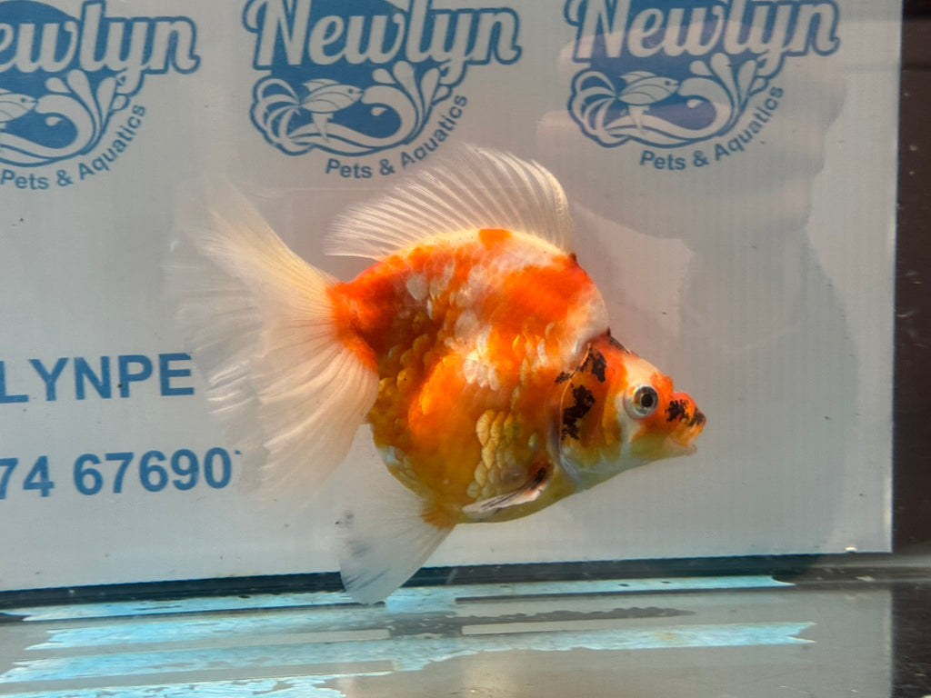 Ryukin 16cm Ry1 Fancy Goldfish - Newlyn-pets - Newlyn-pets - 