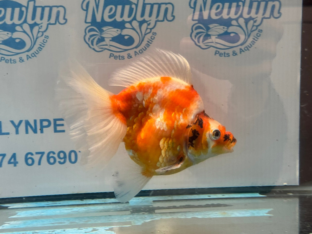 Ryukin 16cm Ry1 Fancy Goldfish - Newlyn-pets - Newlyn-pets - 