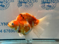Ryukin 16cm Ry1 Fancy Goldfish - Newlyn-pets - Newlyn-pets - 