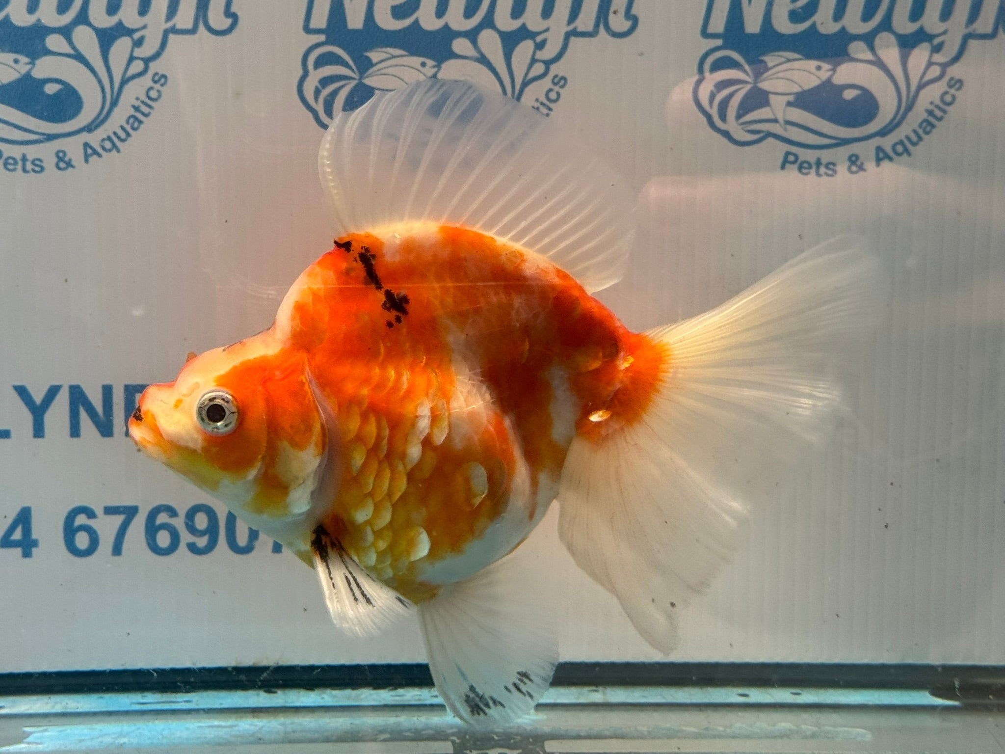 Ryukin 16cm Ry1 Fancy Goldfish - Newlyn-pets - Newlyn-pets - 
