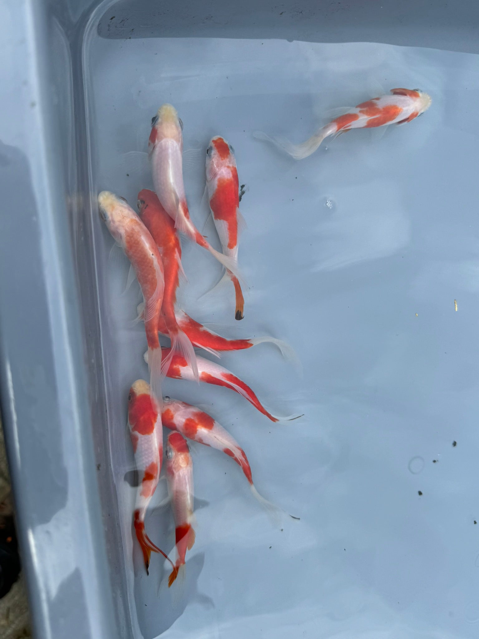 Sakura Sarasa Comet (Red & White) 4" - Newlyn - pets - Newlyn - pets - 