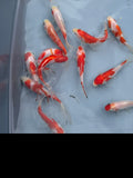 Sakura Sarasa Comet (Red & White) 4" - Newlyn - pets - Newlyn - pets - 