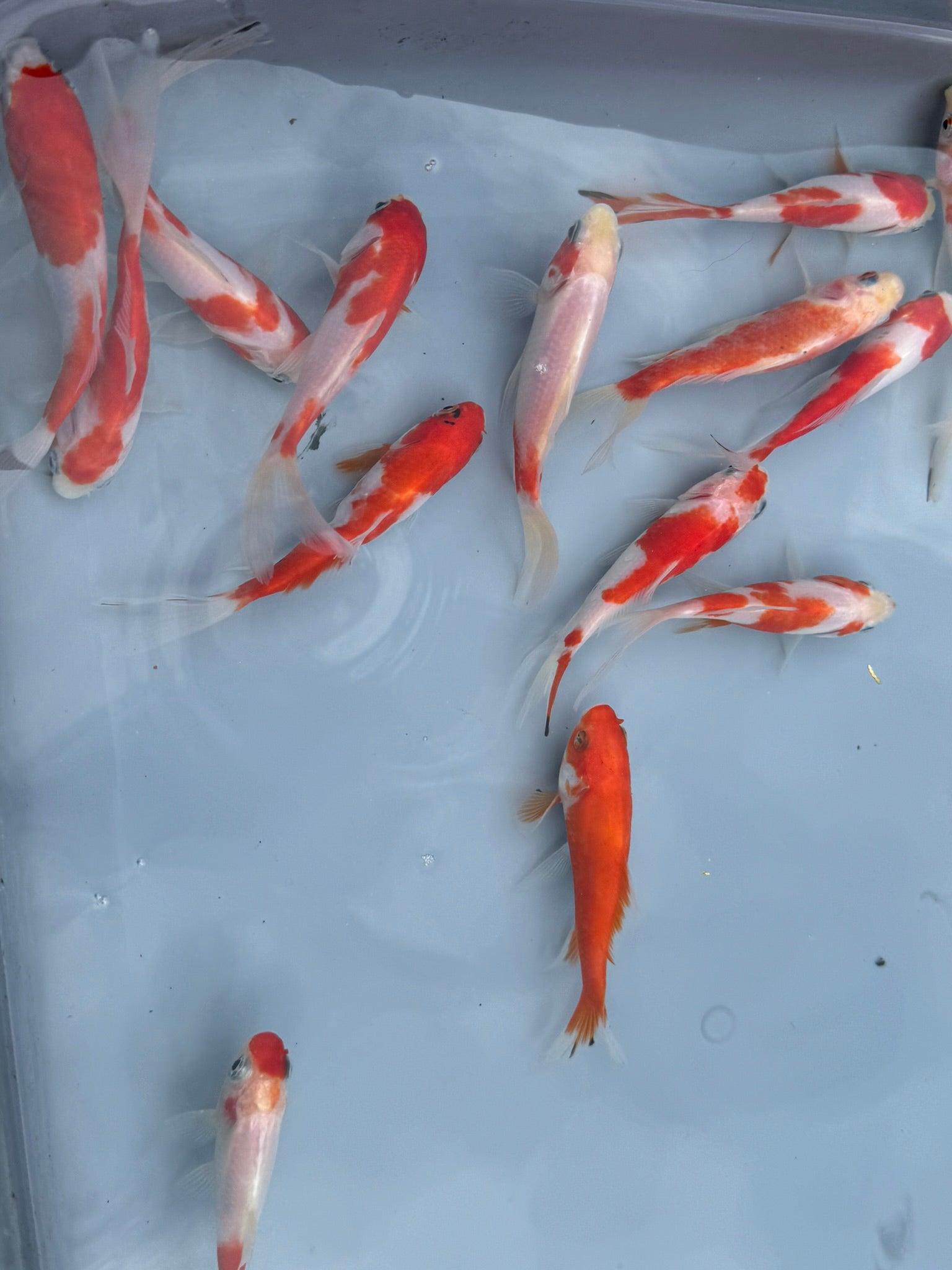 Sakura Sarasa Comet (Red & White) 4" - Newlyn - pets - Newlyn - pets - 