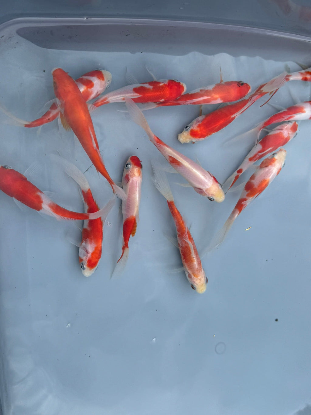 Sakura Sarasa Comet (Red & White) 4" - Newlyn - pets - Newlyn - pets - 