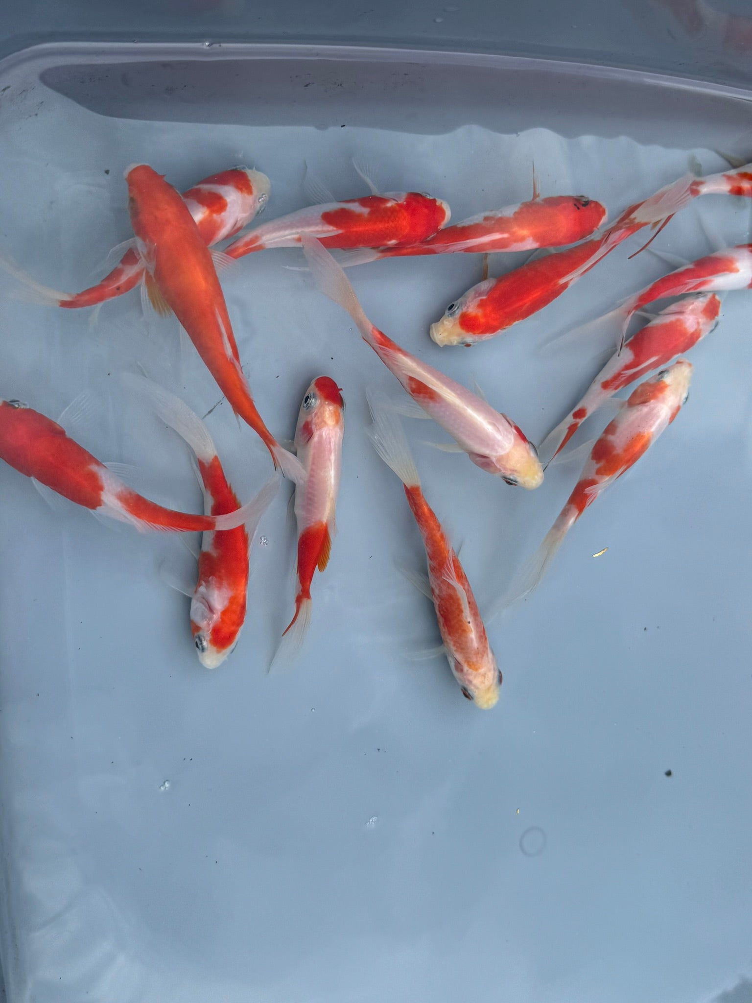 Sakura Sarasa Comet (Red & White) 4" - Newlyn - pets - Newlyn - pets - 