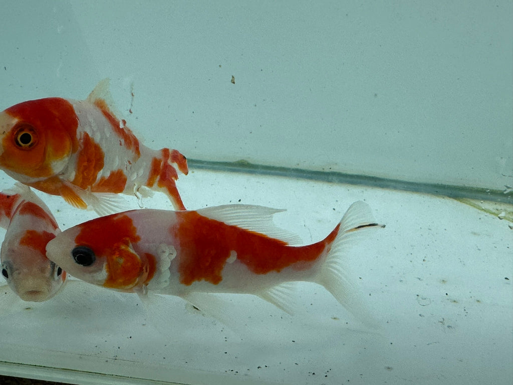 Sakura Sarasa Comet (Red & White) 4" - Newlyn - pets - Newlyn - pets - 