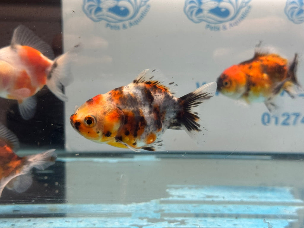 Short Tail Calico Oranda Chinese Fancy Goldfish 7-8cm - Newlyn-pets - Newlyn-pets - 